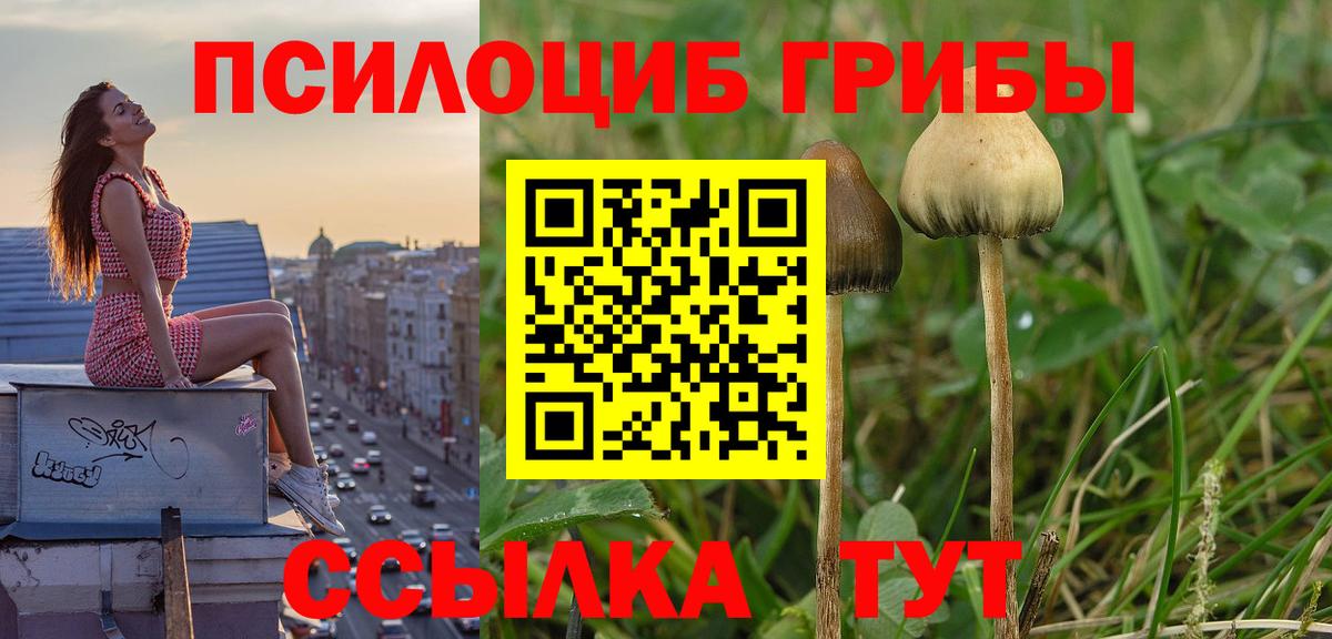 Шадринск  Псилоцибиновые грибы Psilocybe  Вход с VPN  Псилоцибиновые грибы прущие грибы 
